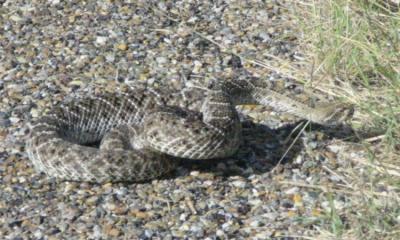 Western Diamondback