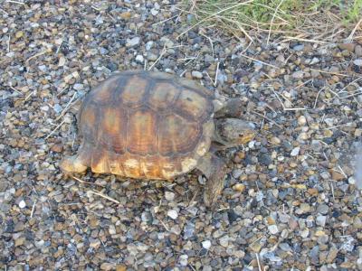 Texas Tortoise