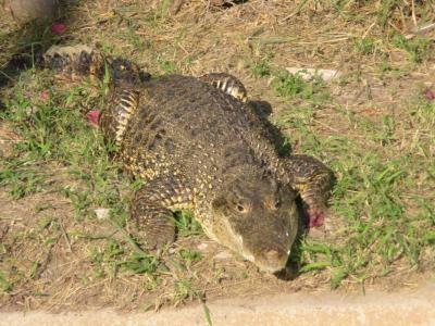 Crocodillian