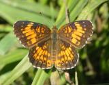 Harris Checkerspot