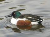 Northern Shoveler