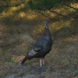 Wild Turkey