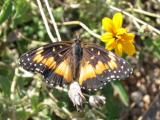 Bordered Patch