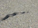 Western Diamondback