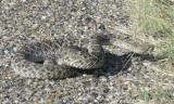 Western Diamondback