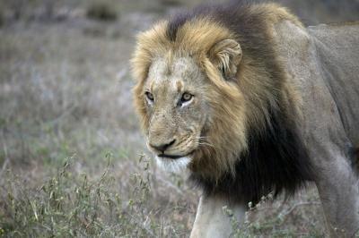 Male Lion Walking