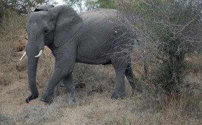 Curious Elephant