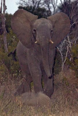 u49/mytmoss/medium/36841151.NgalaAngryElephant.jpg