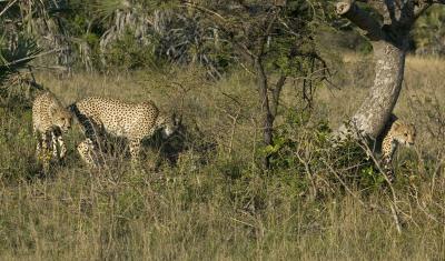 Cheetahs Sniffing
