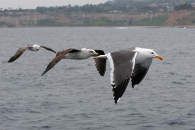 Sea Birds