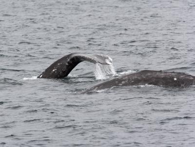 California Gray Whales