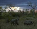 Rhinos In The Evening