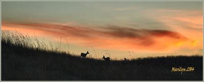 by dawn's early light