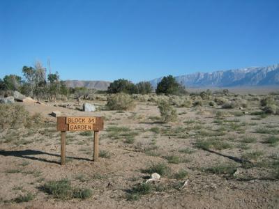 Landscape of Manzanar