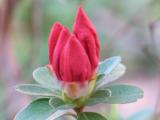 Azalea Blooming *