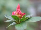Azalea Budding *