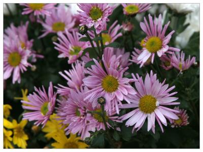 Hong Kong po-lin flowers