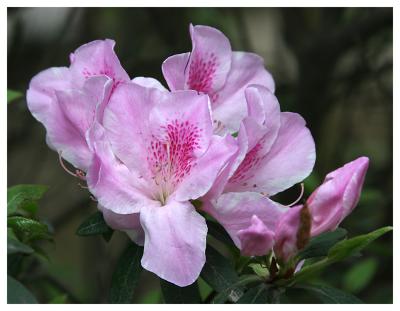 u49/nekyrees/medium/40878100.HongKongpolinflowers2web.jpg