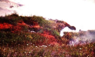 Yellowstone.Wyoming