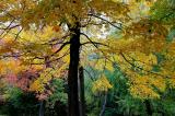 Montreal-Fall 2004