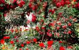Butchart gardens.British Columbia