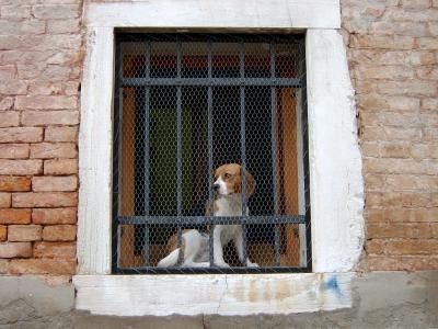 Venice - how much is that doggy in the window?