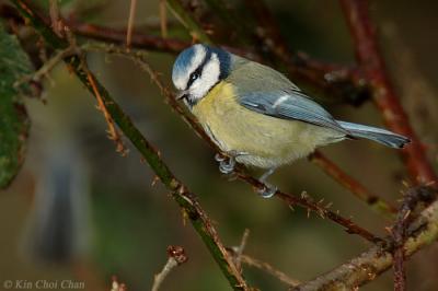 u49/nikond70/medium/40894039.DSC_7534.jpgG700.jpg