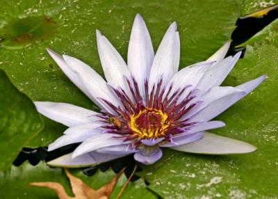 lotus with bee.jpg