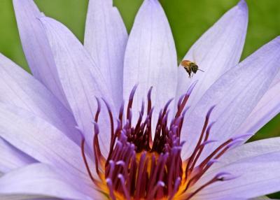 lotus with bee 2.jpg