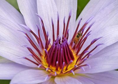 lotus with bee 3.jpg