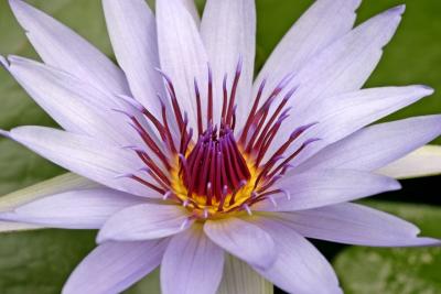 purple lotus 1.jpg