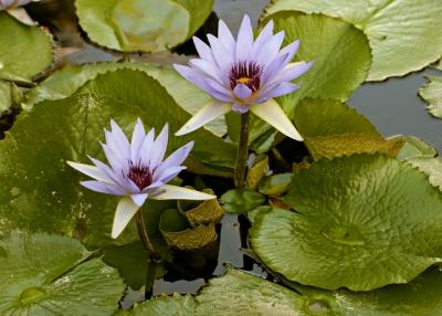 purple lotuses.jpg