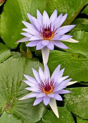 purple lotuses 2.jpg
