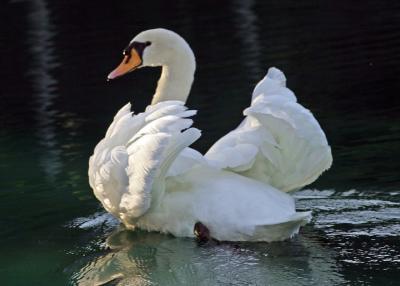 swan 1.jpg