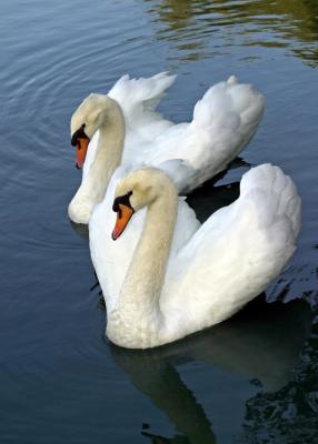swans 1.jpg