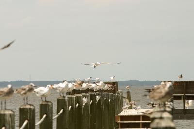 u49/nitro115/medium/34916355.IMG_4590.jpg