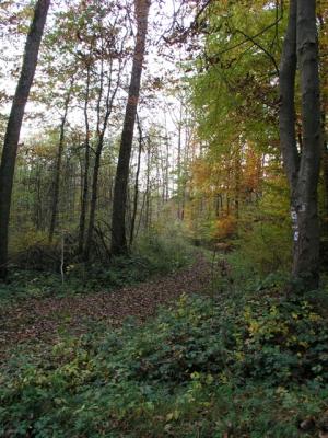 u49/nnabazar/medium/36812036.Germany_Bitburg_in_Oct_2004_27.jpg