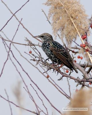 DSC_0172.jpg