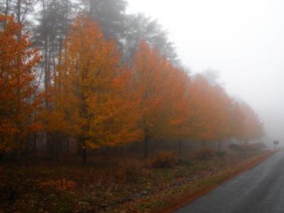 FoggyFallMorning.jpg