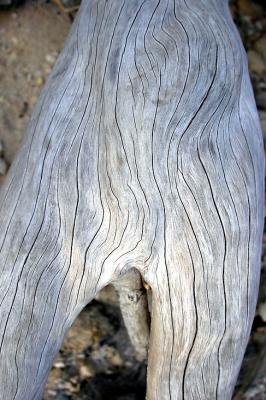 DSC_5718DriftWoodFxSh2_Sm.jpg