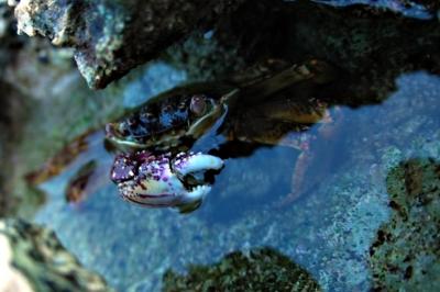 DSC_5740CrabSoupFxSh2_Sm.jpg
