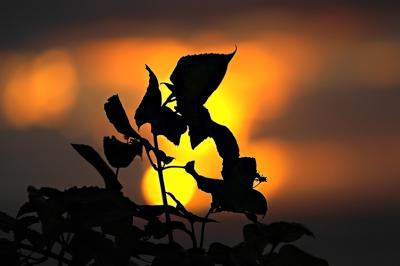 DSC_0364LeavesFxSh2_Sm.jpg