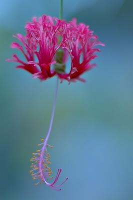 DSC_2075Sh2_Sm.jpg