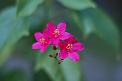 DSC_2087FxSh2_Sm.jpg