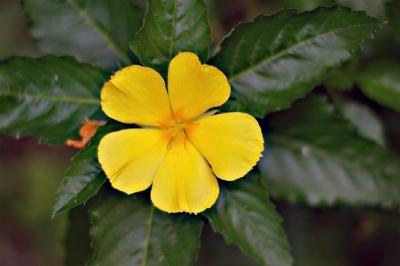 DSC_2136FxSh2_Sm.jpg