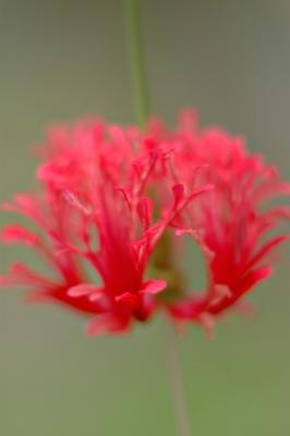 DSC_2154Sh2_Sm.jpg