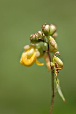 DSC_2207Sh2_Sm.jpg