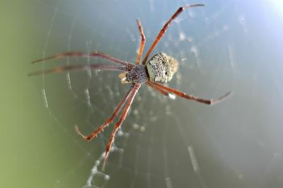 DSC_2213Sh2_Sm.jpg