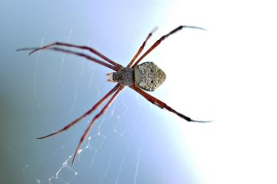 DSC_2216Sh2_Sm.jpg