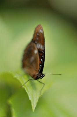 DSC_2235FxSh2_Sm.jpg